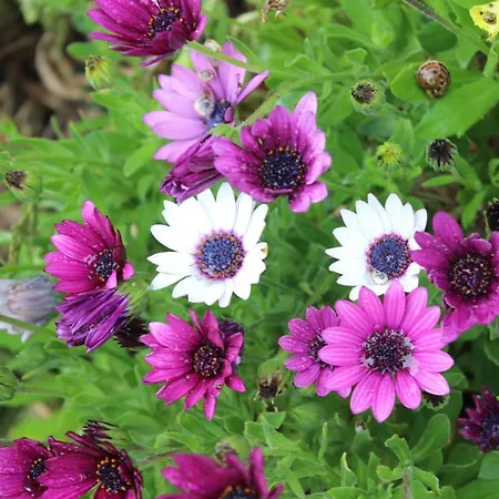 Quinta Sobral Prestige - Rustic House * Собрал-ди-Монти-Аграсу