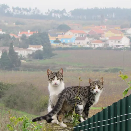 Quinta Sobral Prestige - Rustic House *