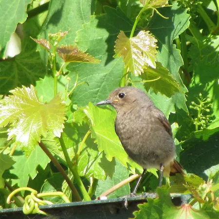 Quinta Sobral Prestige - Rustic House * Собрал-ди-Монти-Аграсу