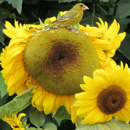 Nyaraló Quinta Sobral Prestige - Rustic House