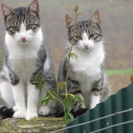 Quinta Sobral Prestige - Rustic House * Собрал-ди-Монти-Аграсу