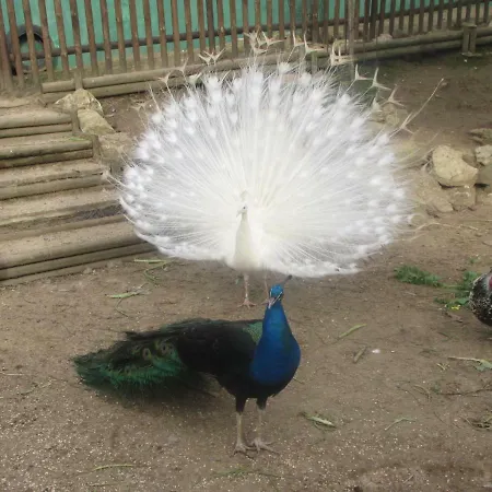 Quinta Sobral Prestige - Rustic House *